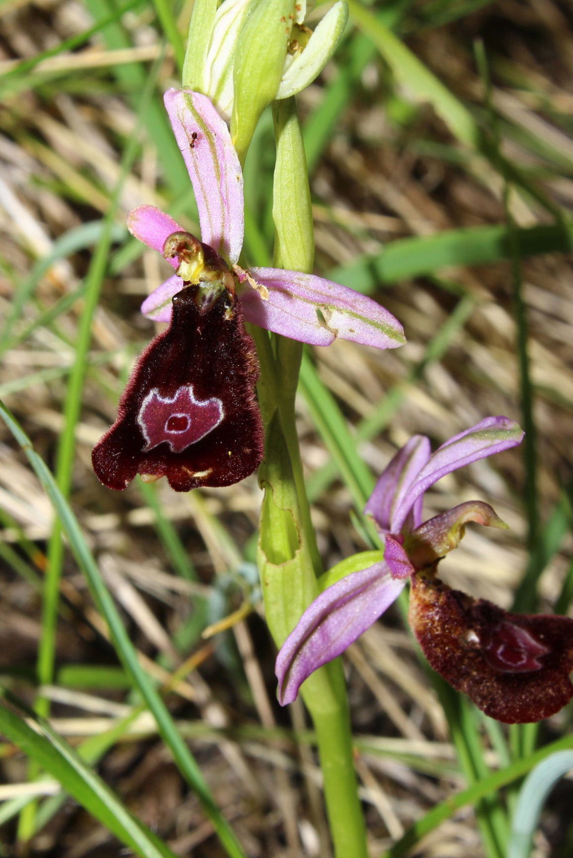 Ophrys romolinii o benacensis ??